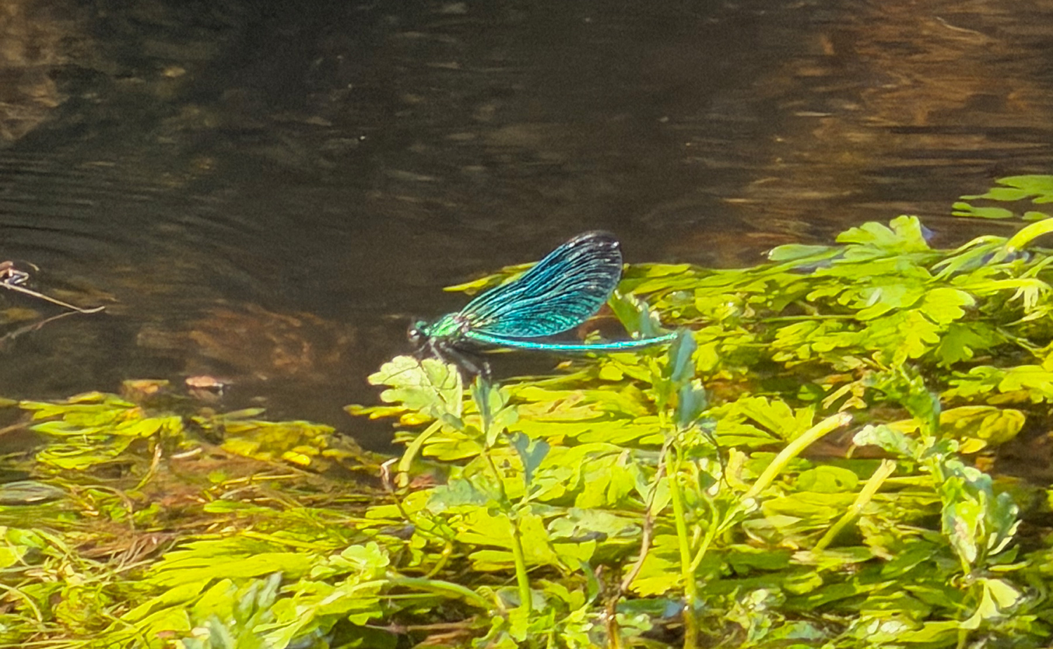 dragonfly on Aven River