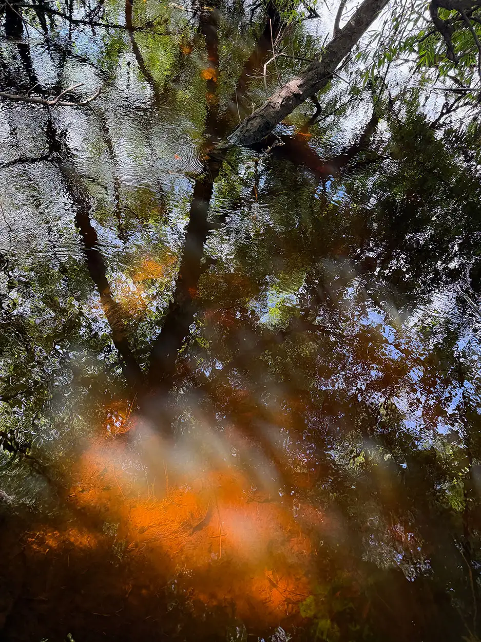 Sunlight and trees reflected in the still water of the River Barrow