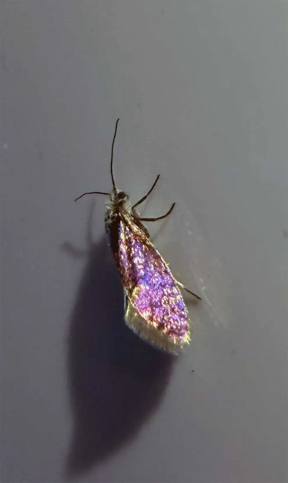 A tiny purple and gold winged micro moth